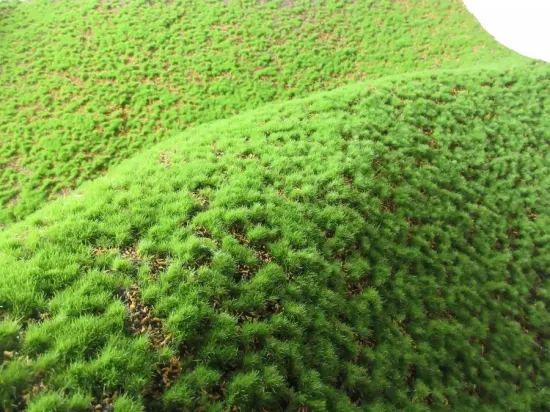 Fake Moss Plant Wall Green Moss Grass Turf Artificial Moss Mat for Wall Decoration